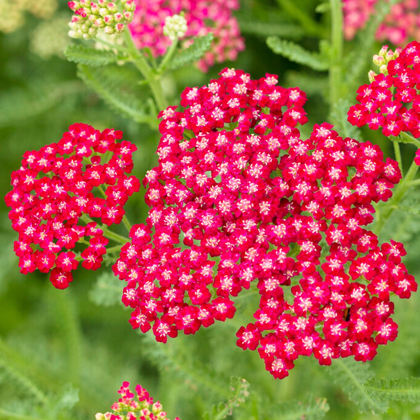 Achillea New Vintage Red