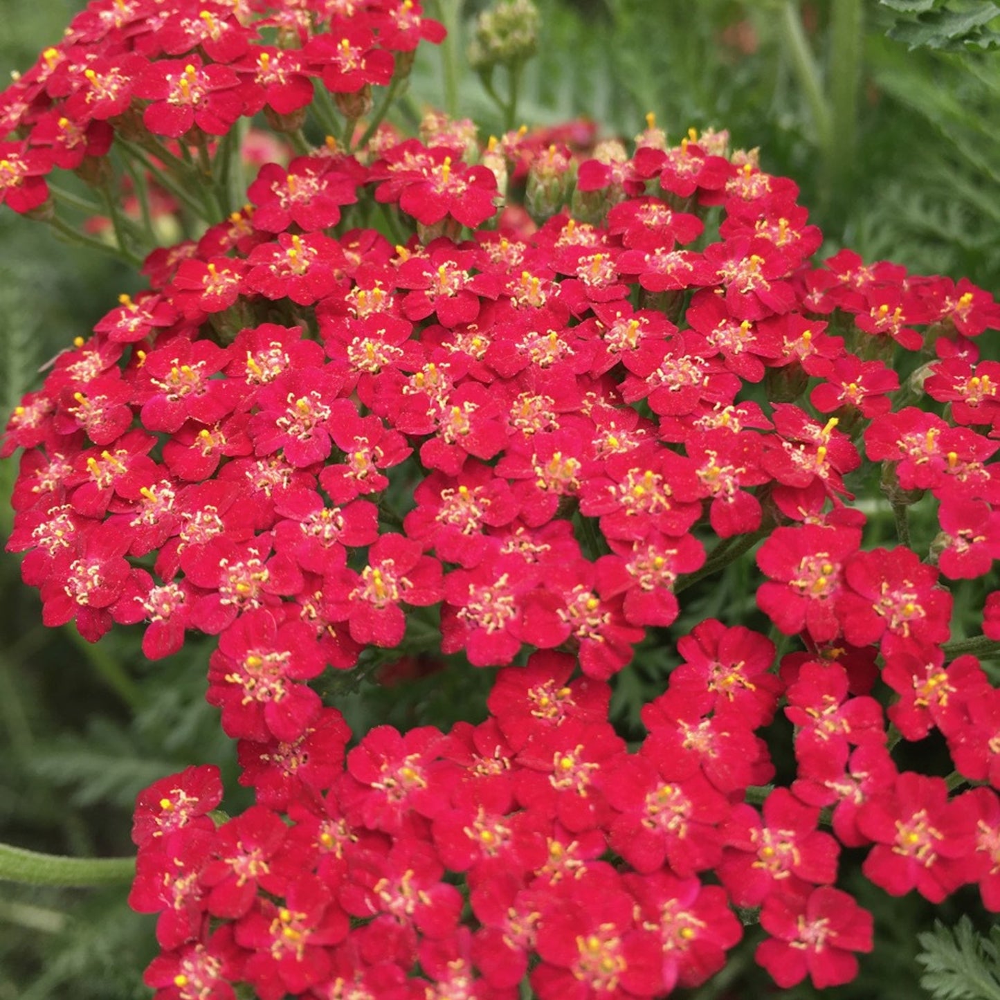 Achillea New Vintage Red