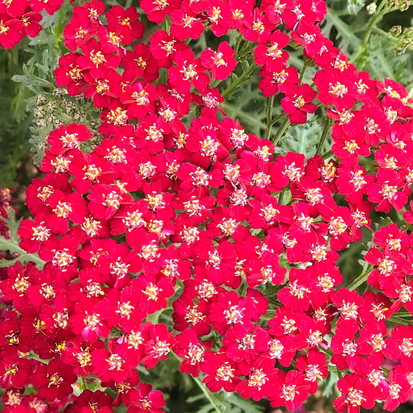 Achillea New Vintage Red