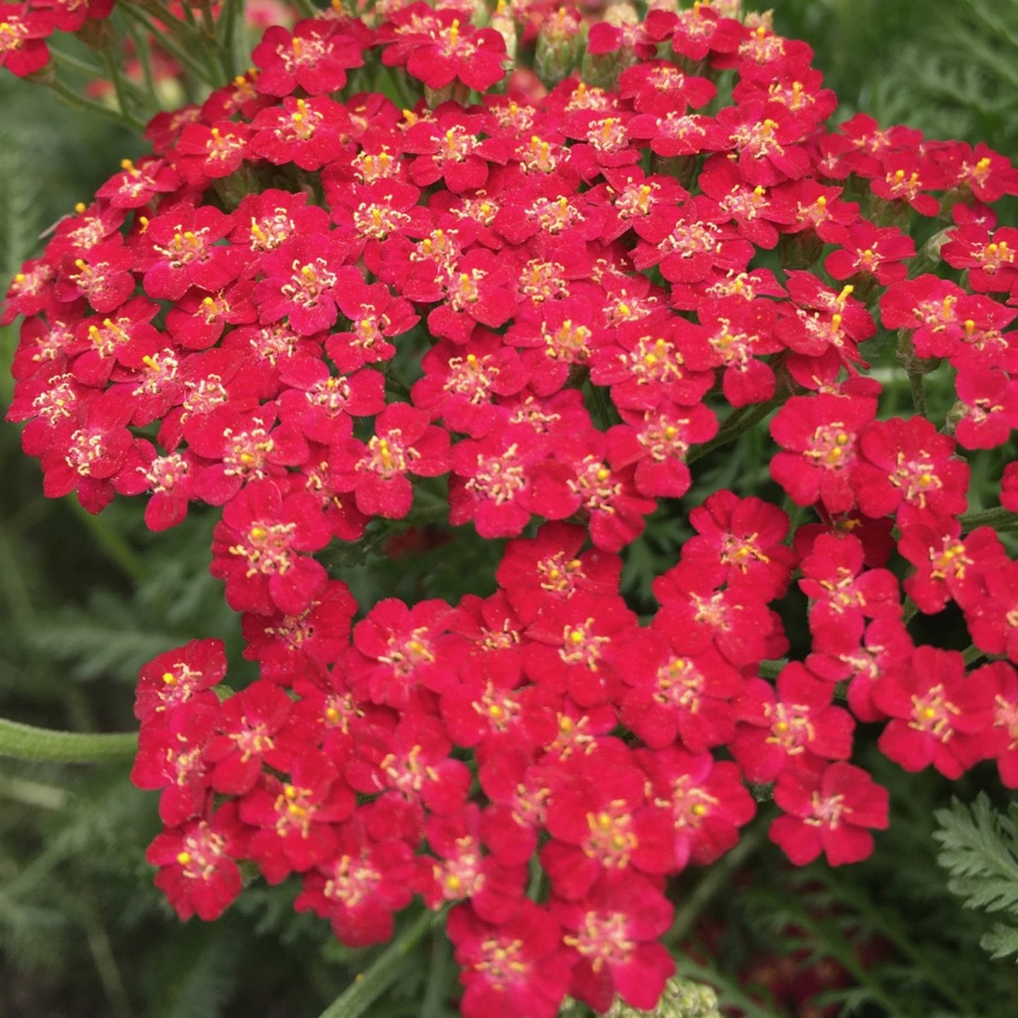 Achillea New Vintage Red