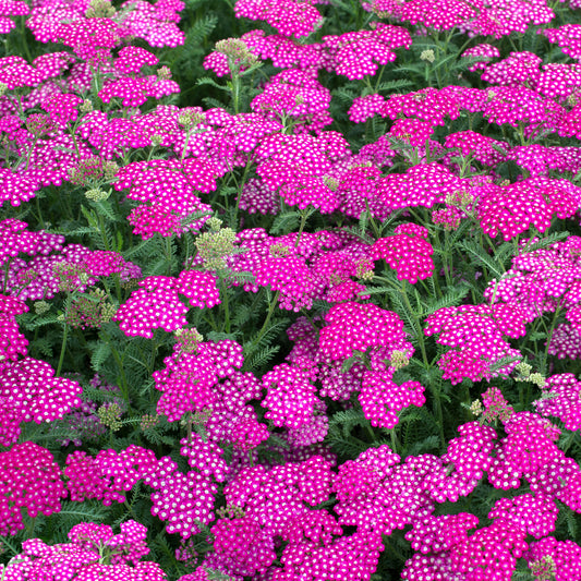 Achillea Vintage Violet