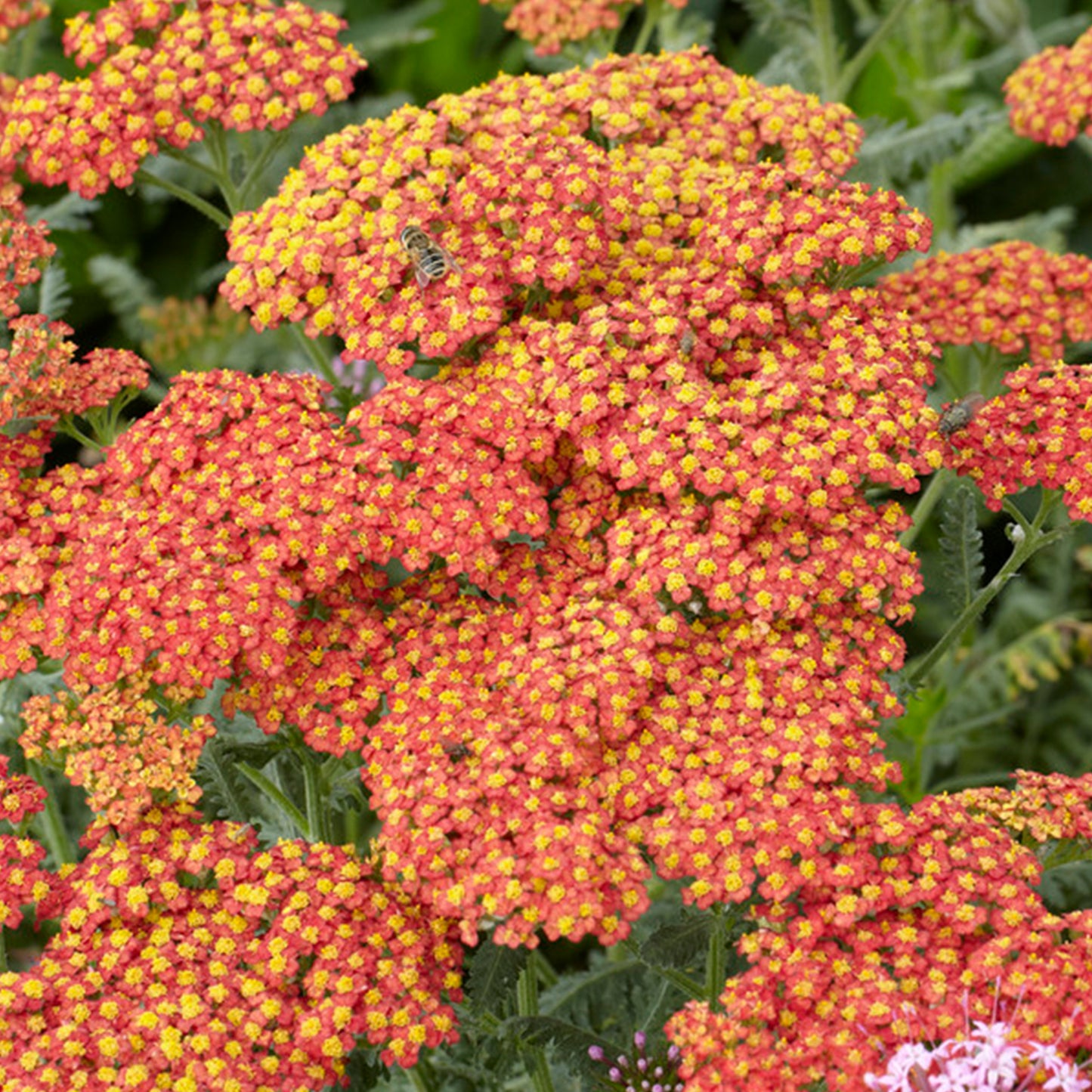 Achillea Walther Funcke