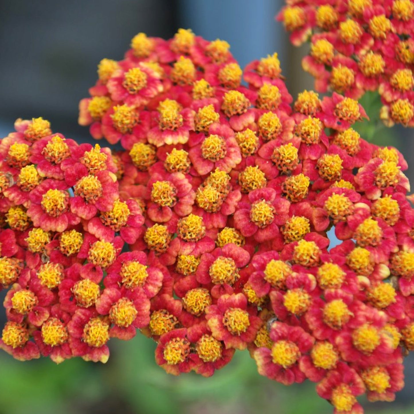 Achillea Walther Funcke