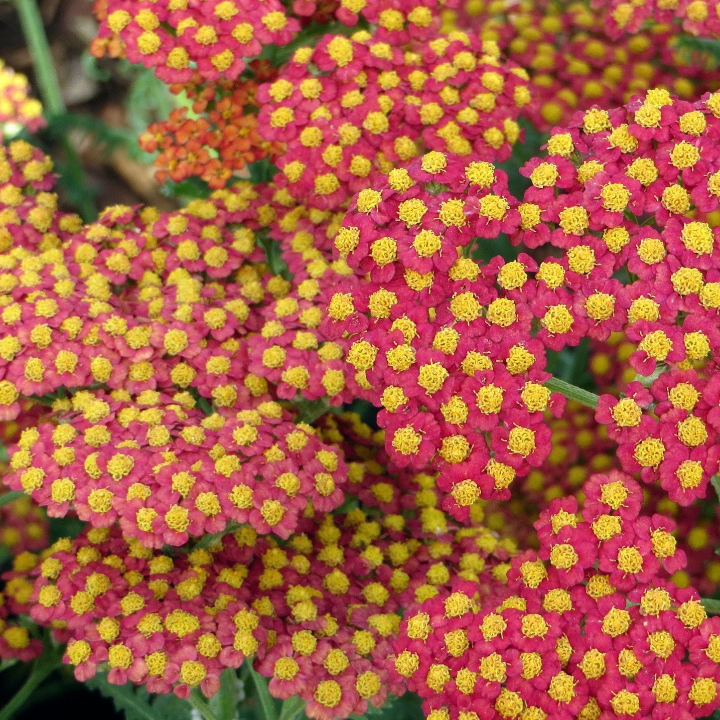 Achillea Walther Funcke