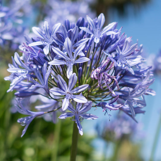 Agapanthus African Skies