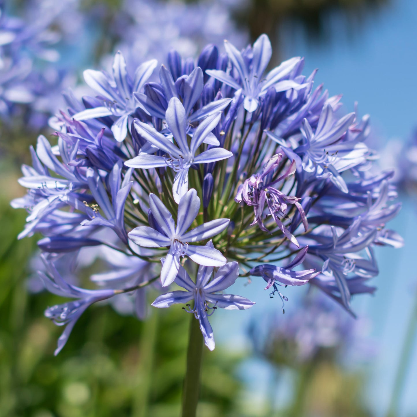 Agapanthus African Skies