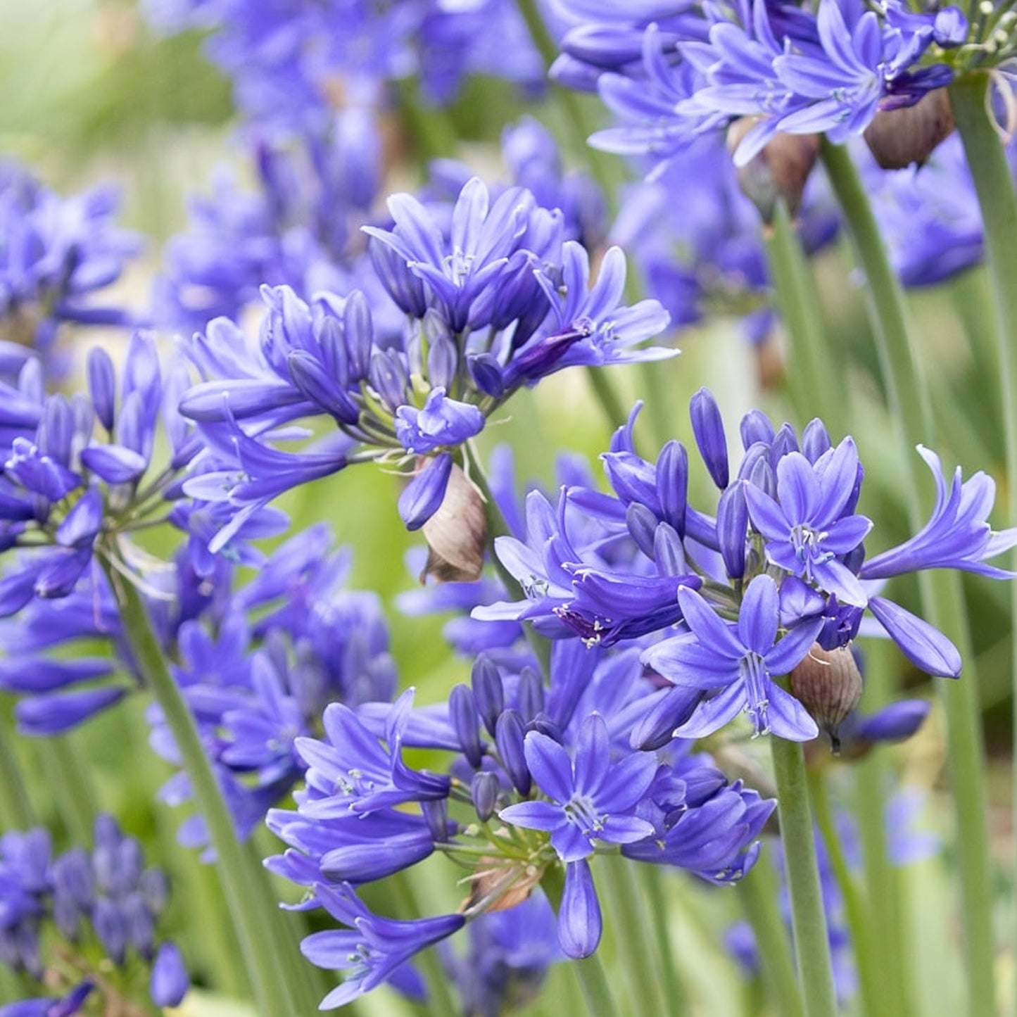 Agapanthus African Skies