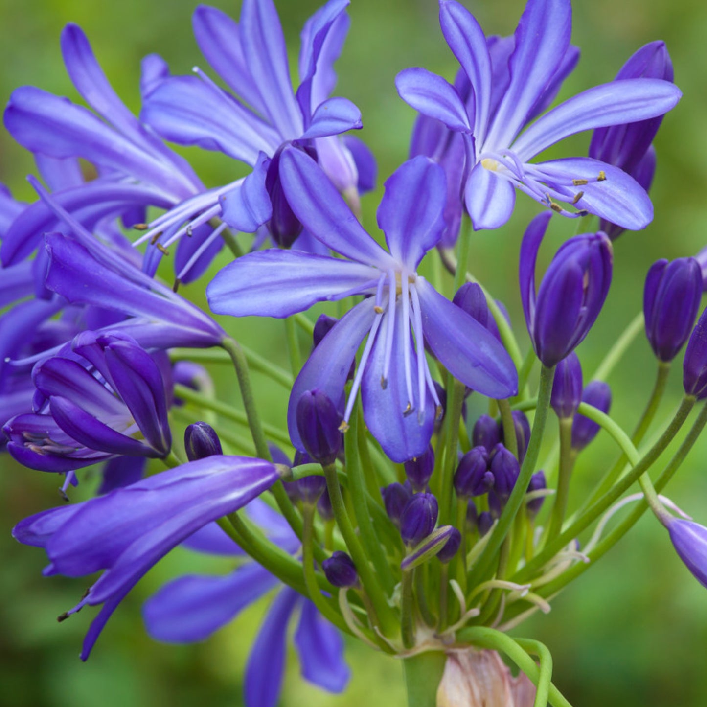 Agapanthus African Skies