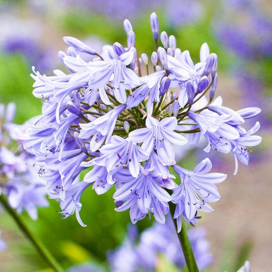 Agapanthus Blue Storm