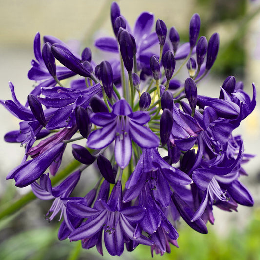Agapanthus Royal Velvet