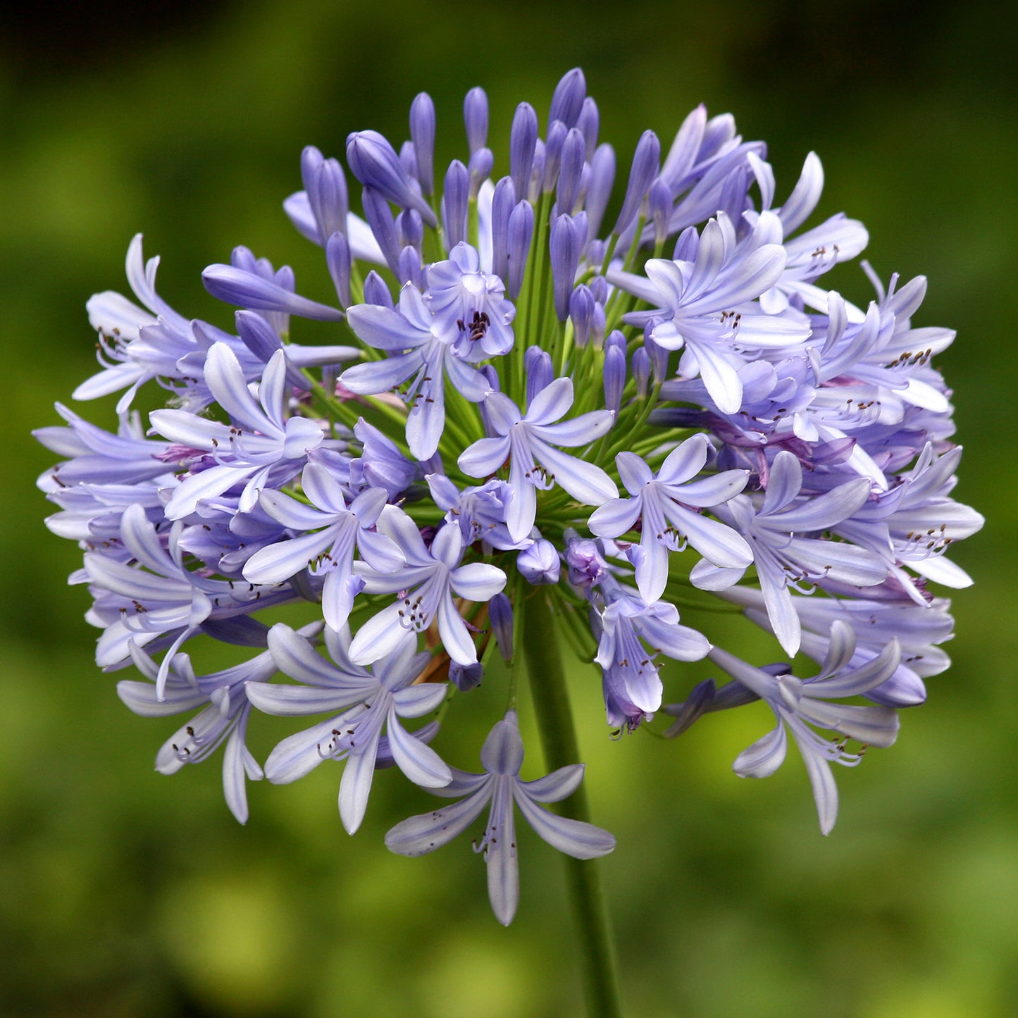 Agapanthus Star Quality