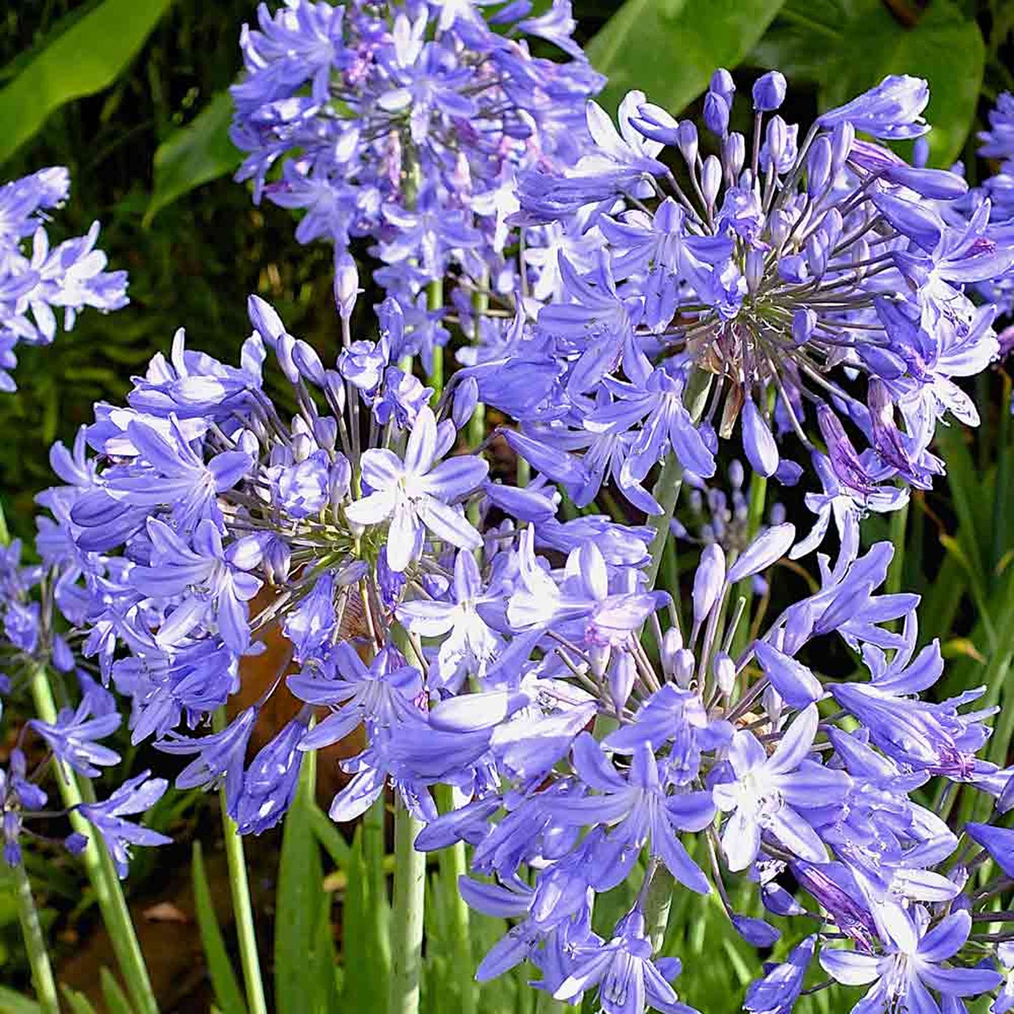 Agapanthus Star Quality