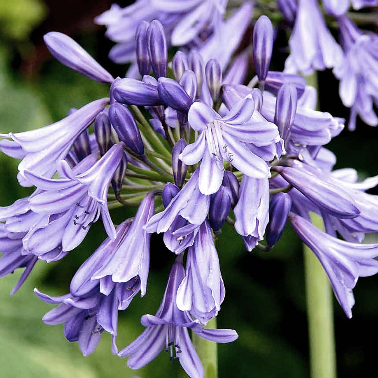 Agapanthus Star Quality