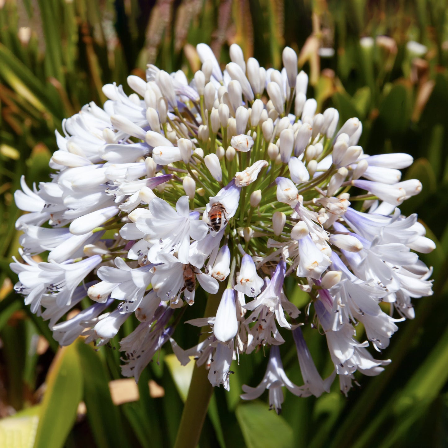 Agapanthus Arctic Star