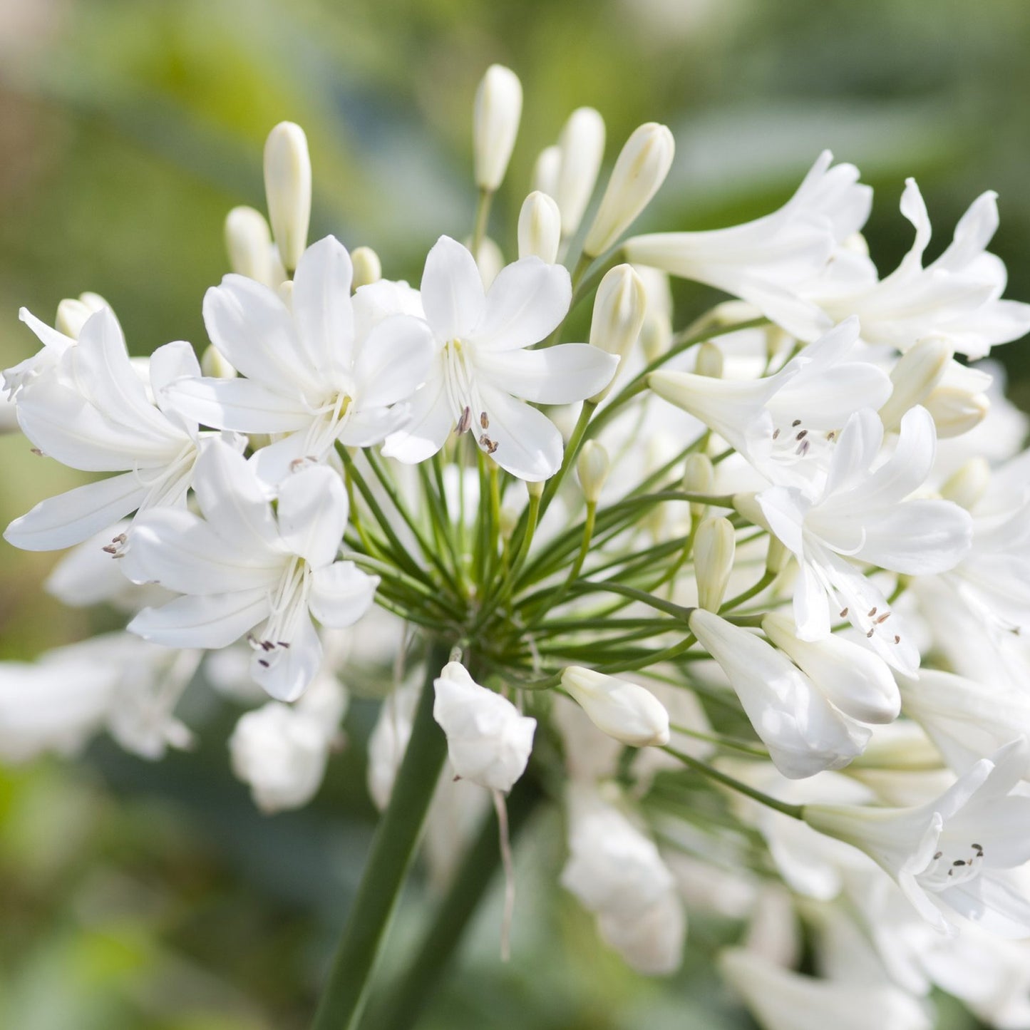 Agapanthus Arctic Star