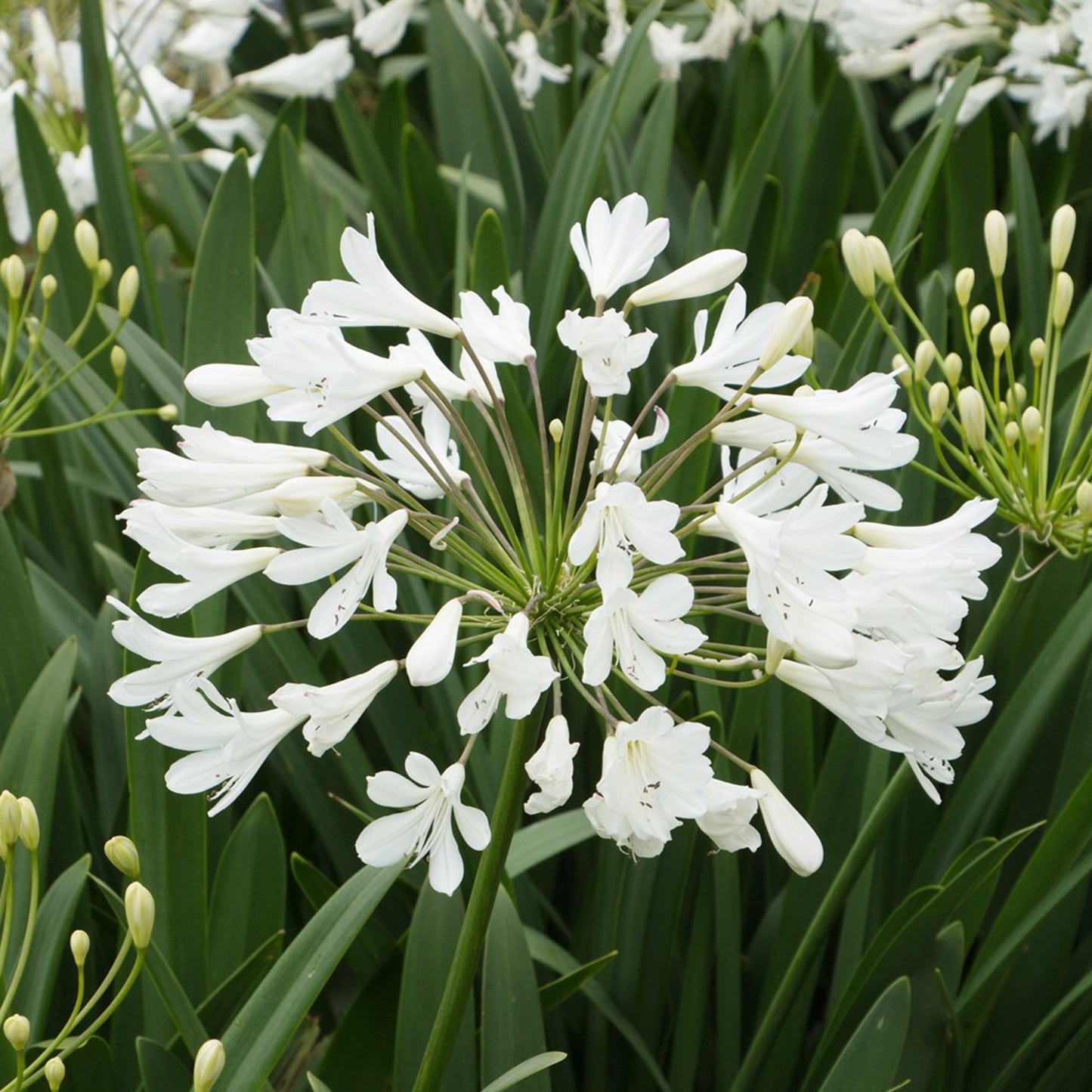 Agapanthus Arctic Star