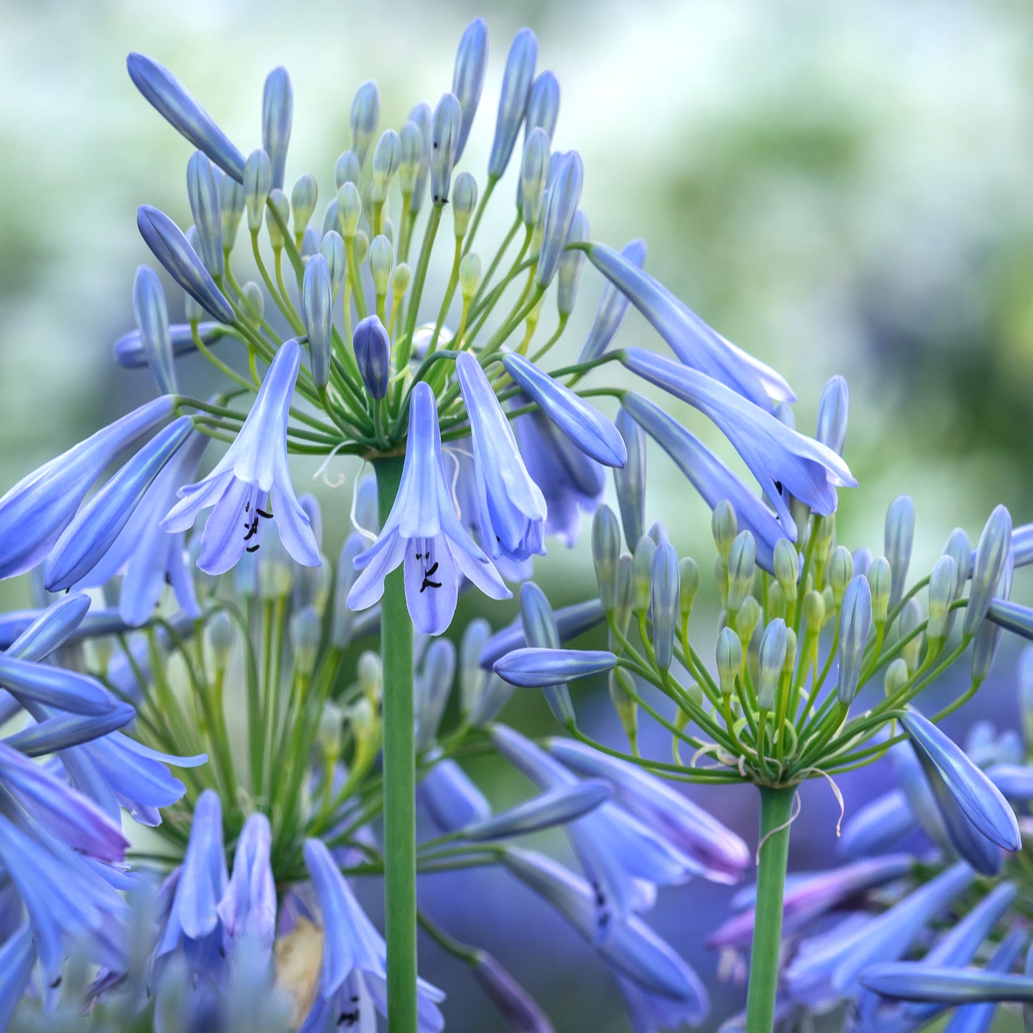 Agapanthus Ballerina