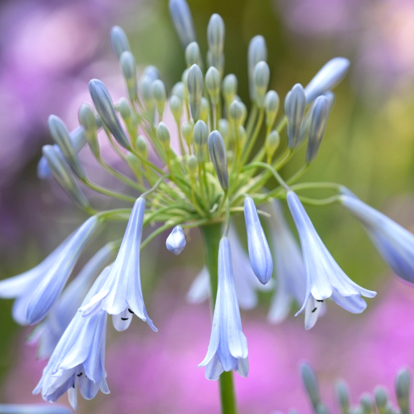 Agapanthus Ballerina