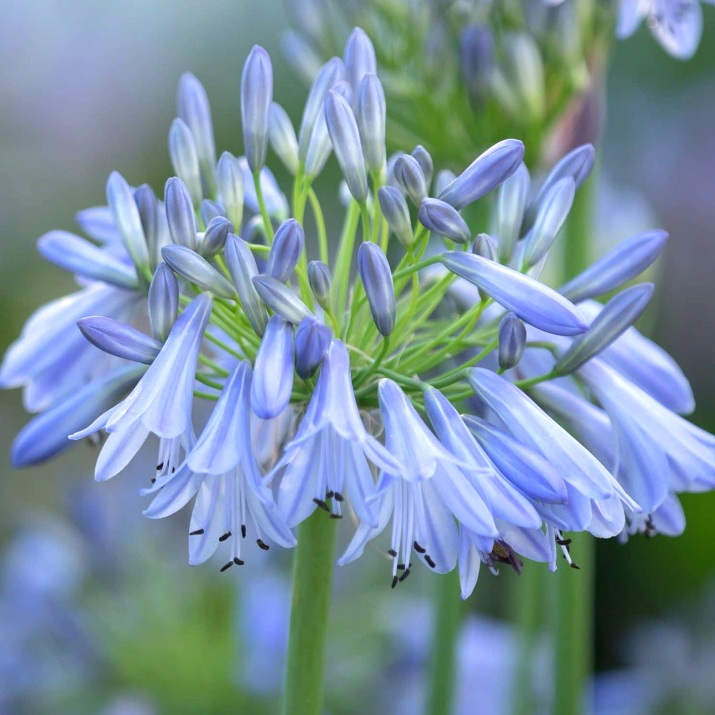 Agapanthus Ballerina