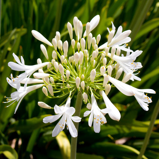 Agapanthus Bridal Bouquet