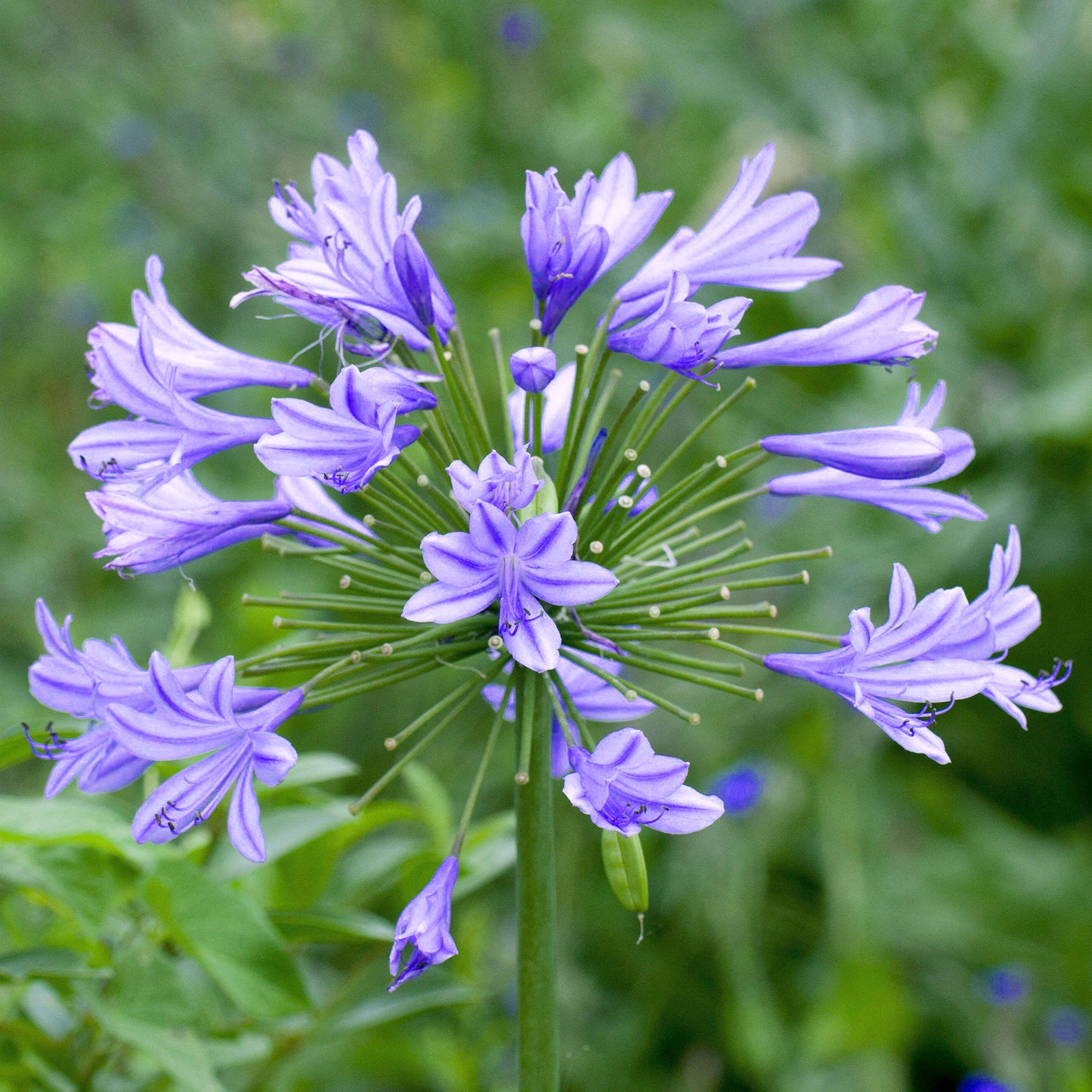 Agapanthus Charlotte