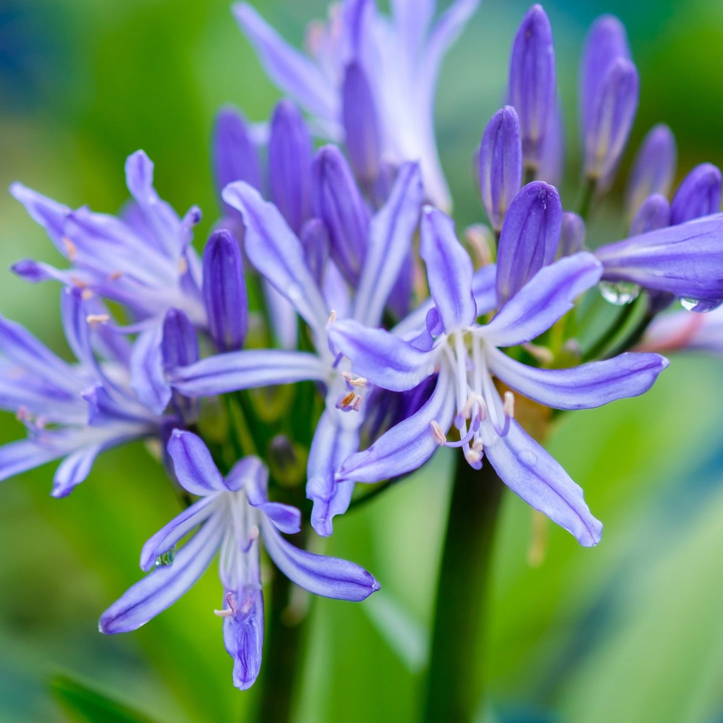 Agapanthus Charlotte