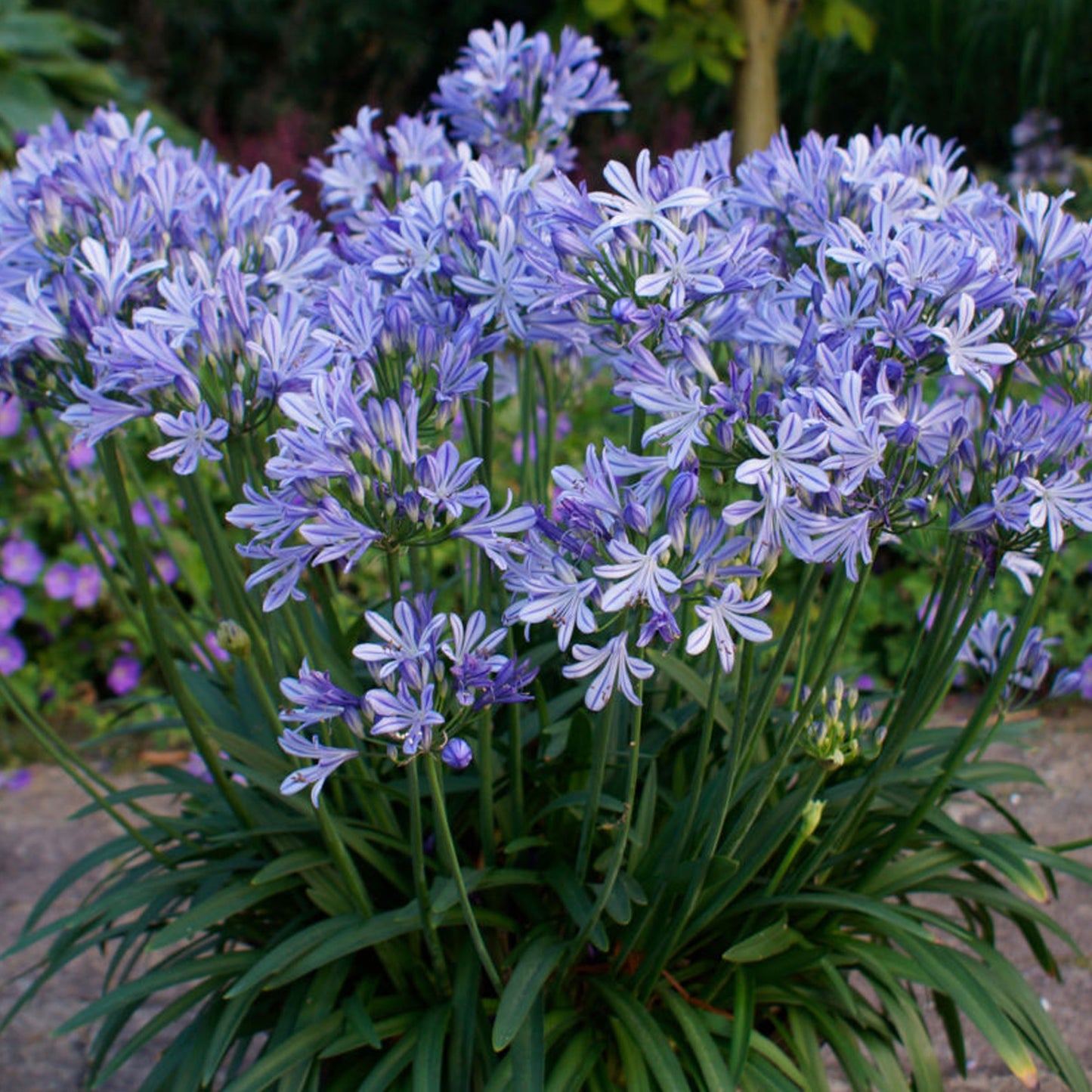 Agapanthus Charlotte