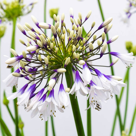 Agapanthus Fireworks
