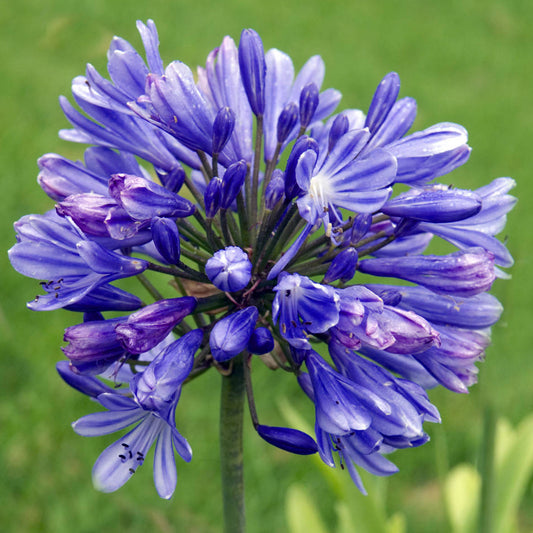 Agapanthus Flower of Love
