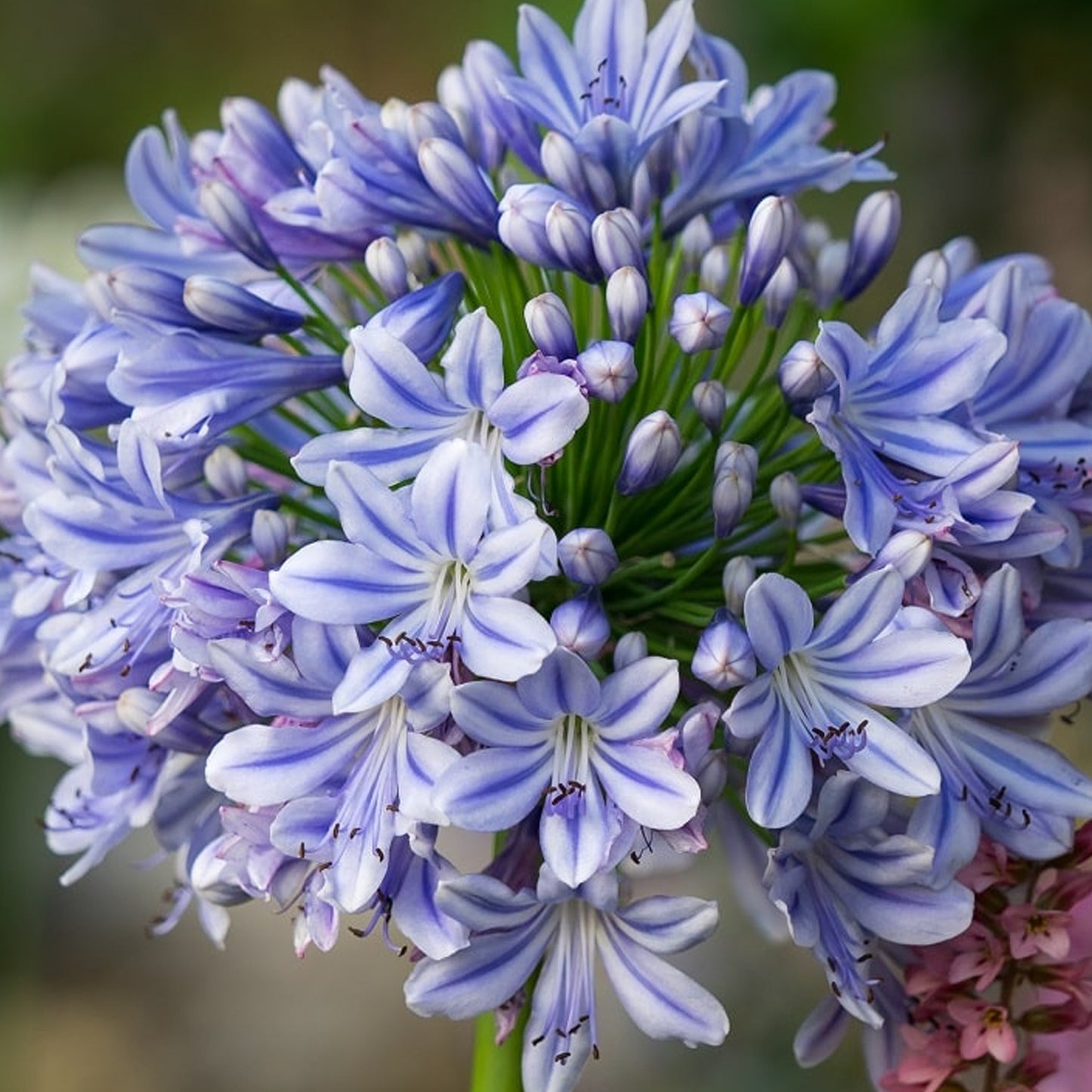 Agapanthus Full Moon