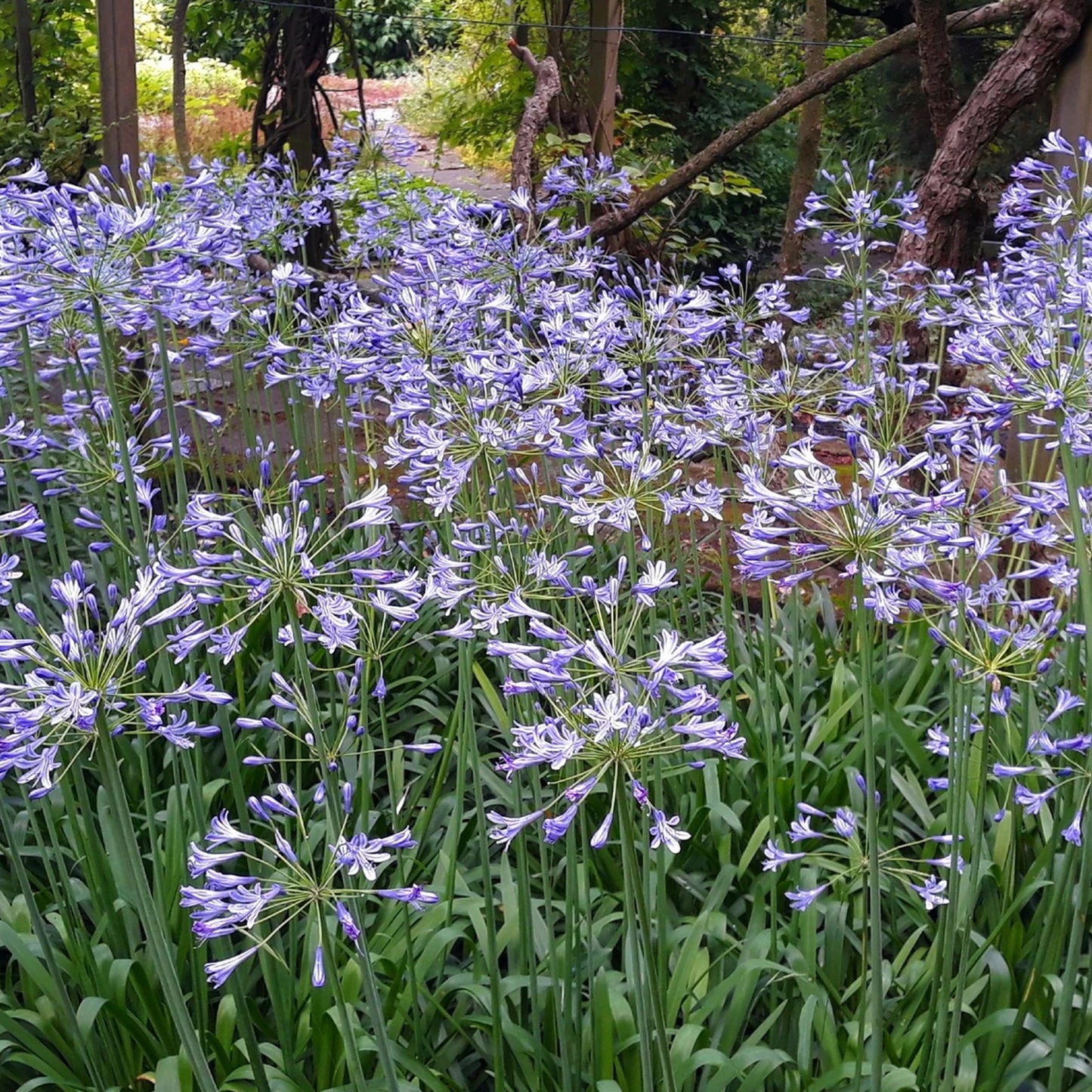 Agapanthus Full Moon