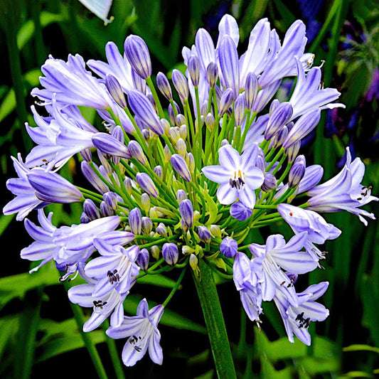 Agapanthus Megans Mauve