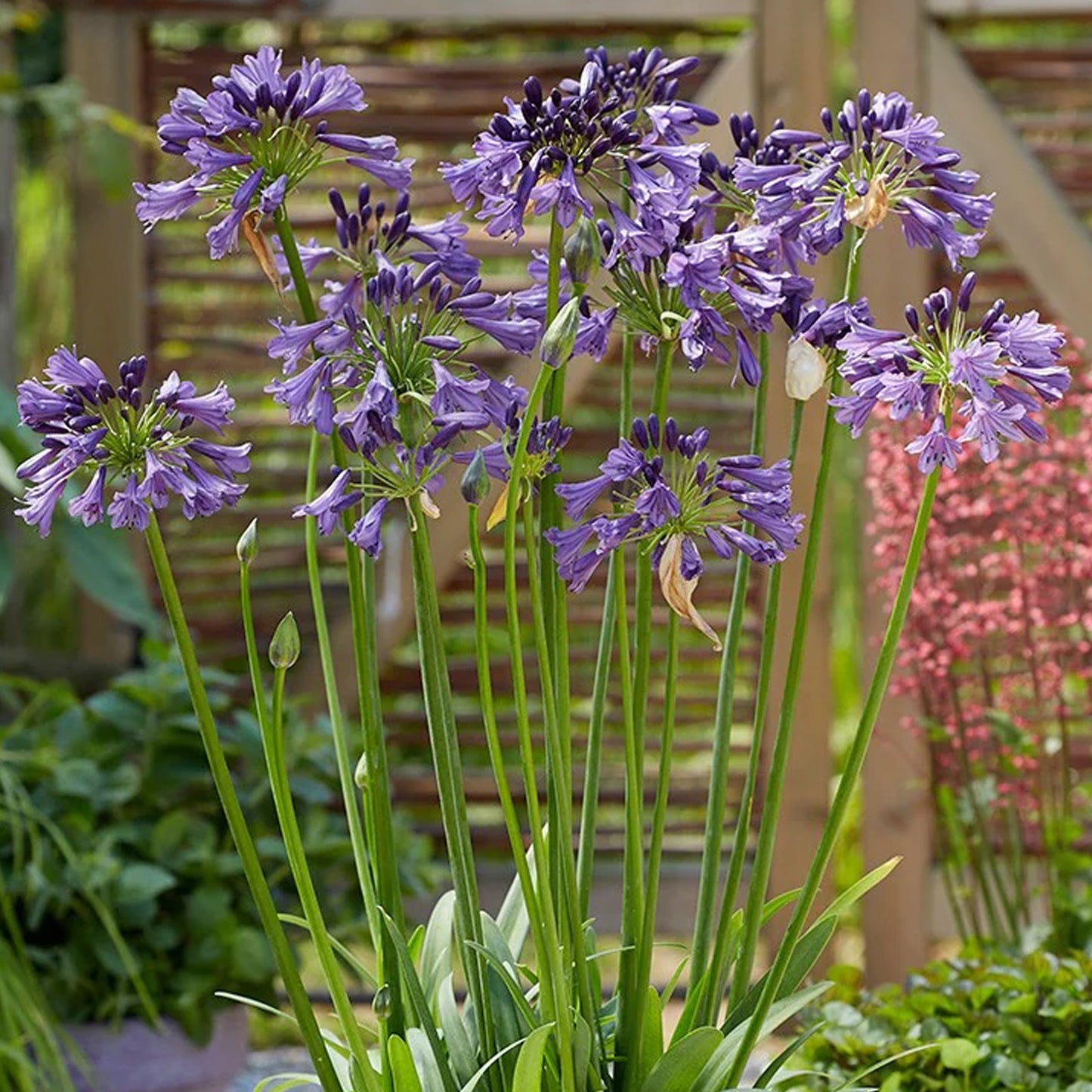 Agapanthus Poppin Purple