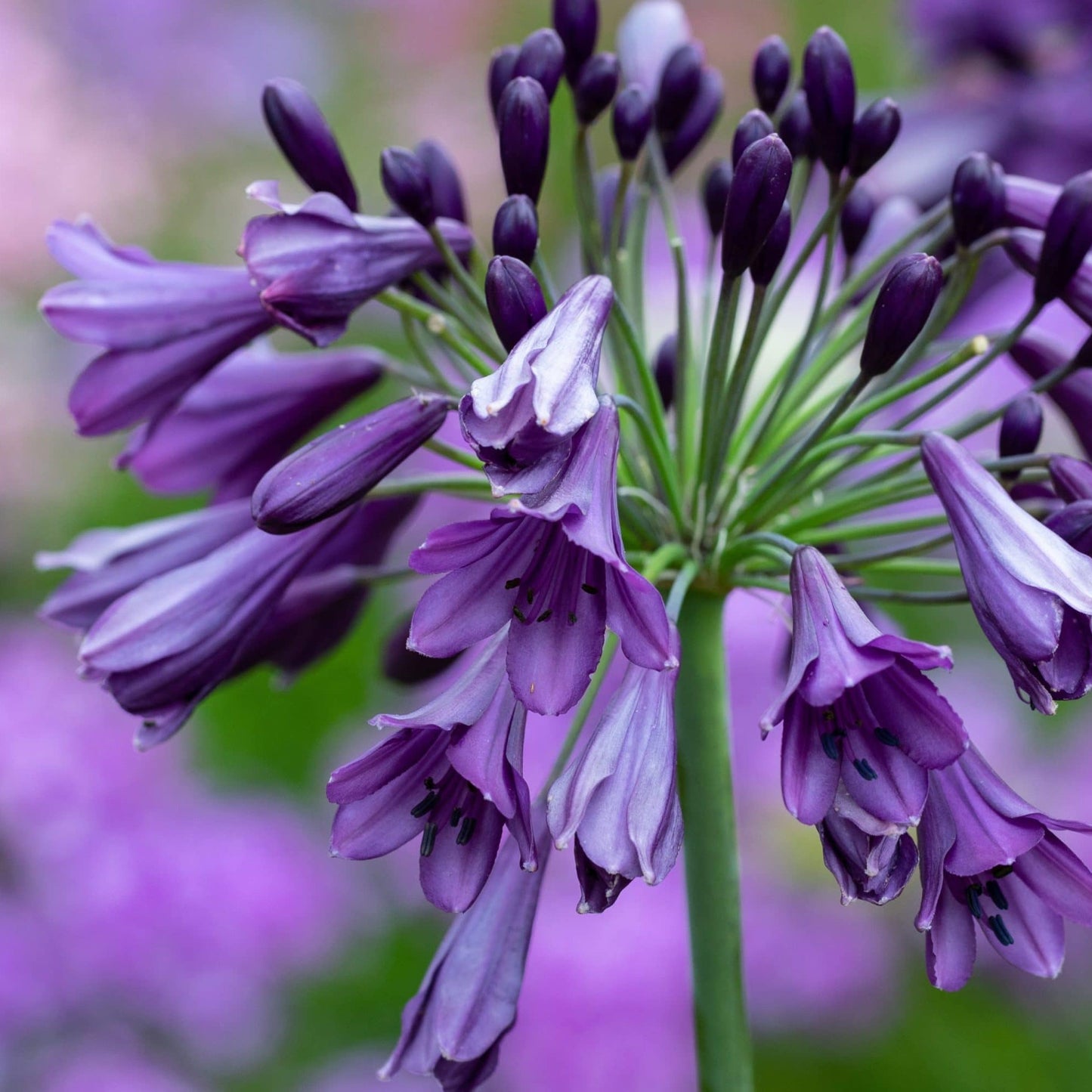 Agapanthus Poppin Purple