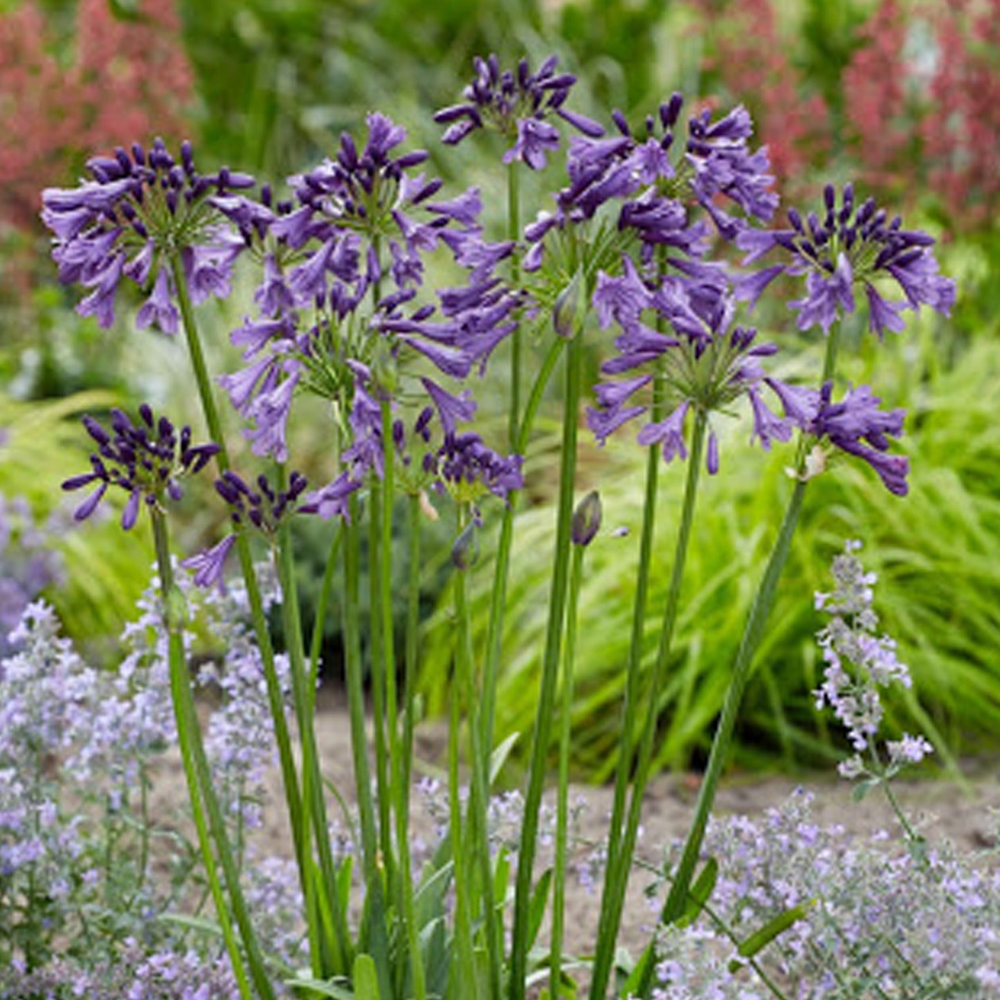 Agapanthus Poppin Purple