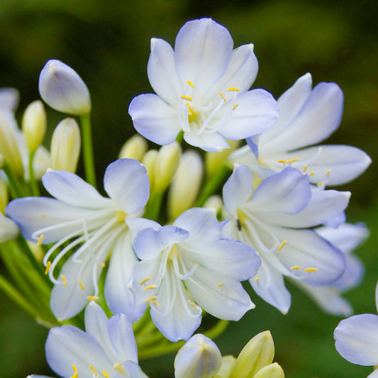 Agapanthus Silver Baby