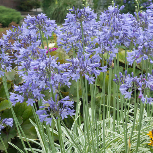 Agapanthus Silver Moon