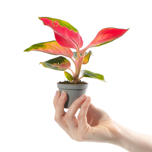 Baby Plants - Aglaonema Red Zirkon