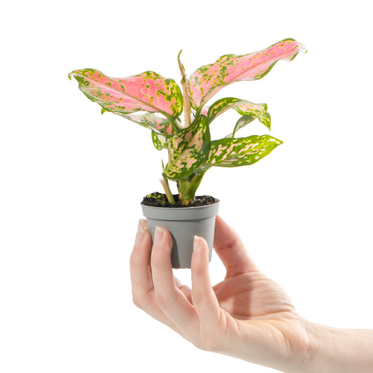 Baby Plants - Aglaonema Red Dragon