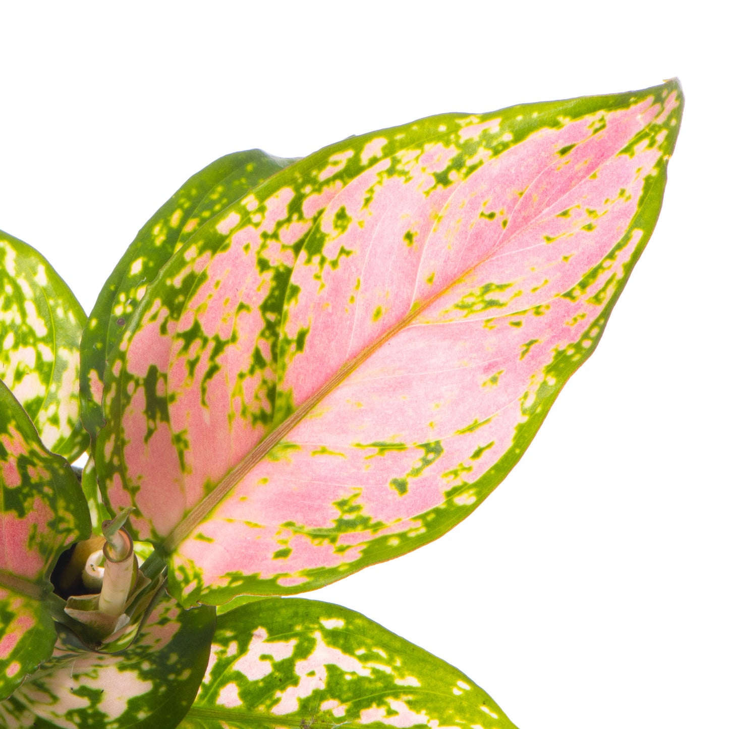 Baby Plants - Aglaonema Red Dragon