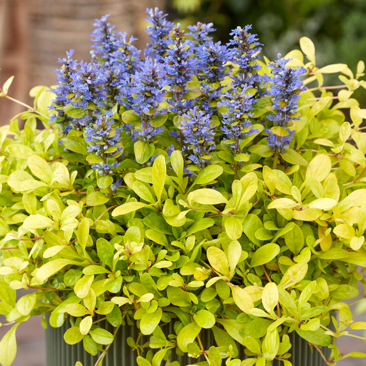 Ajuga Cordial Canary