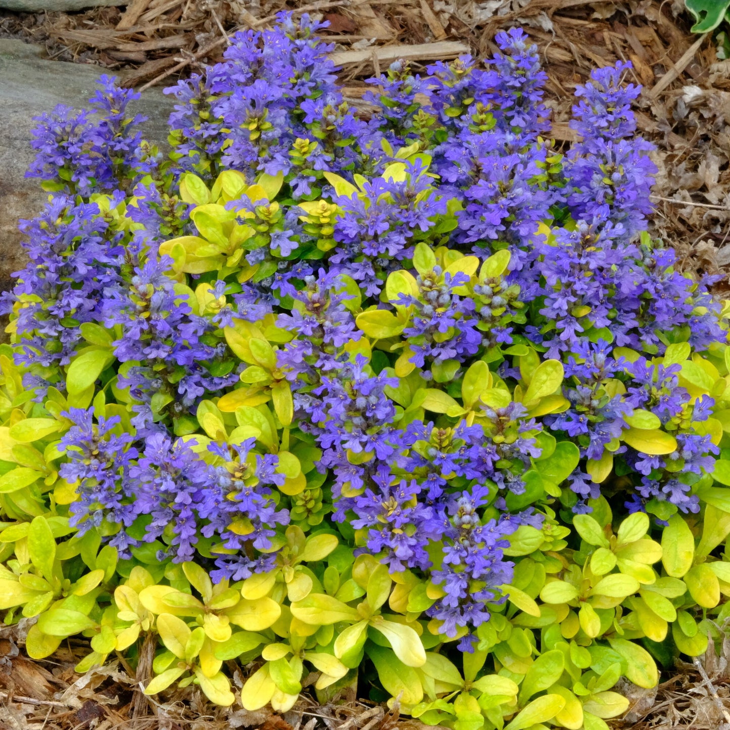 Ajuga Cordial Canary