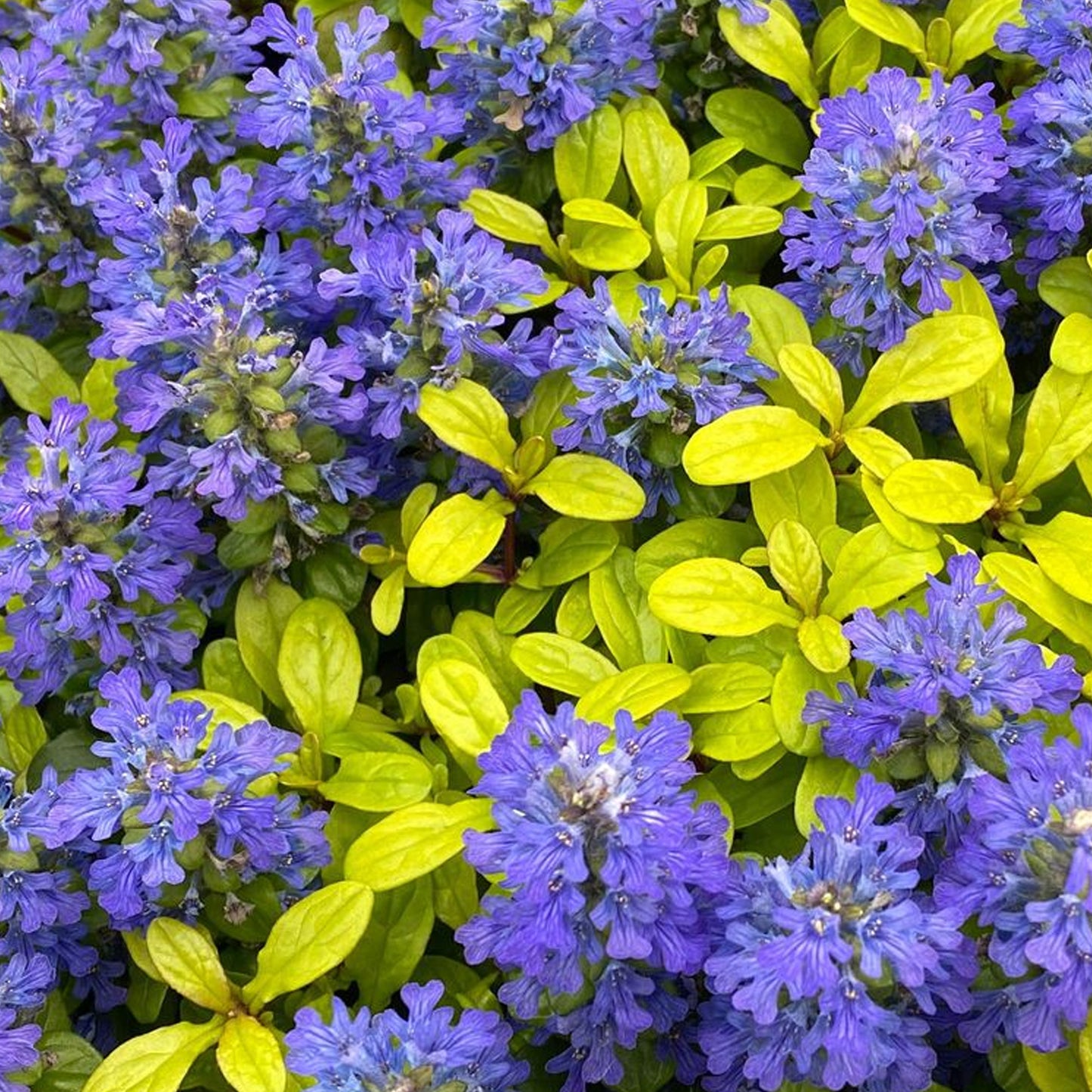 Ajuga Cordial Canary