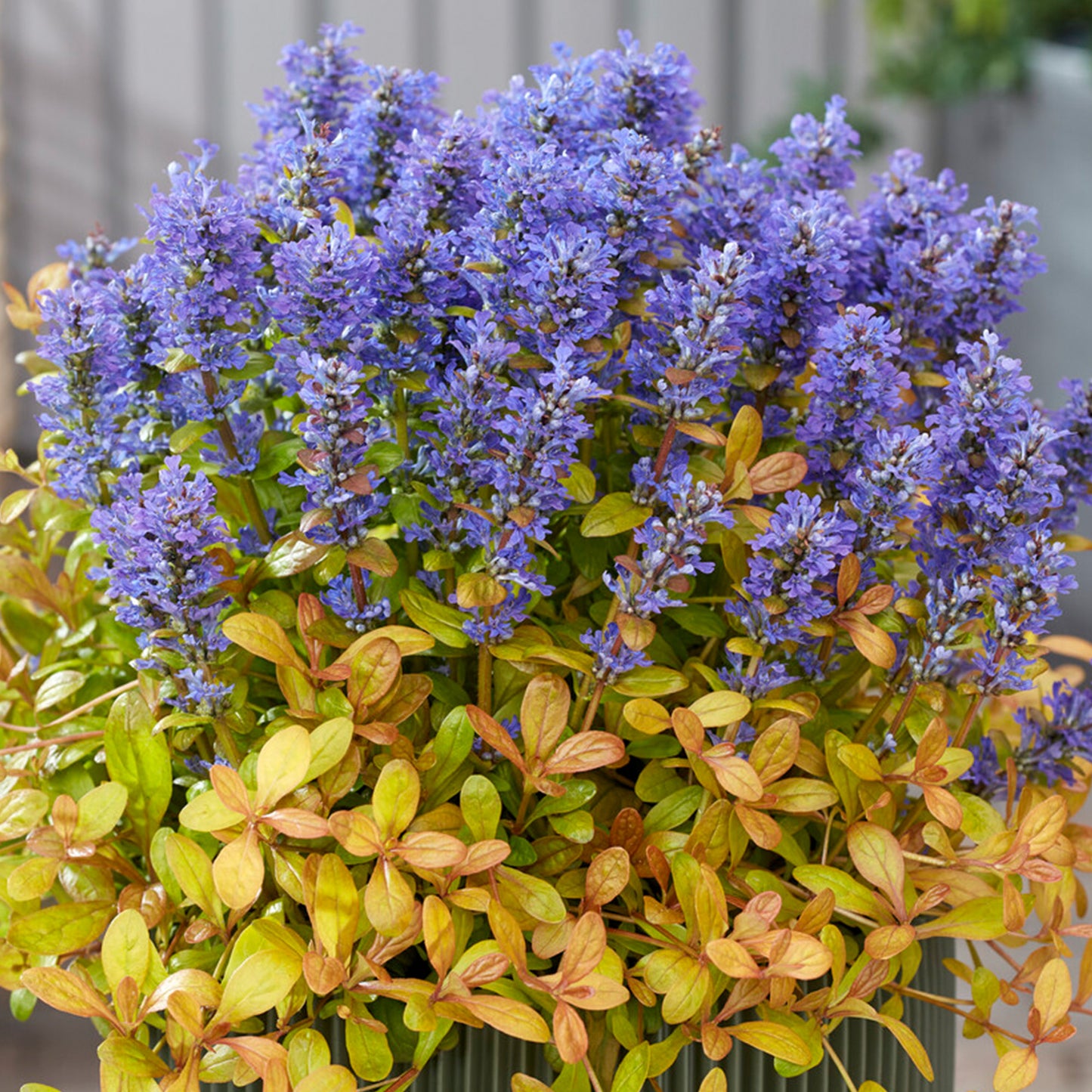 Ajuga Fancy Finch