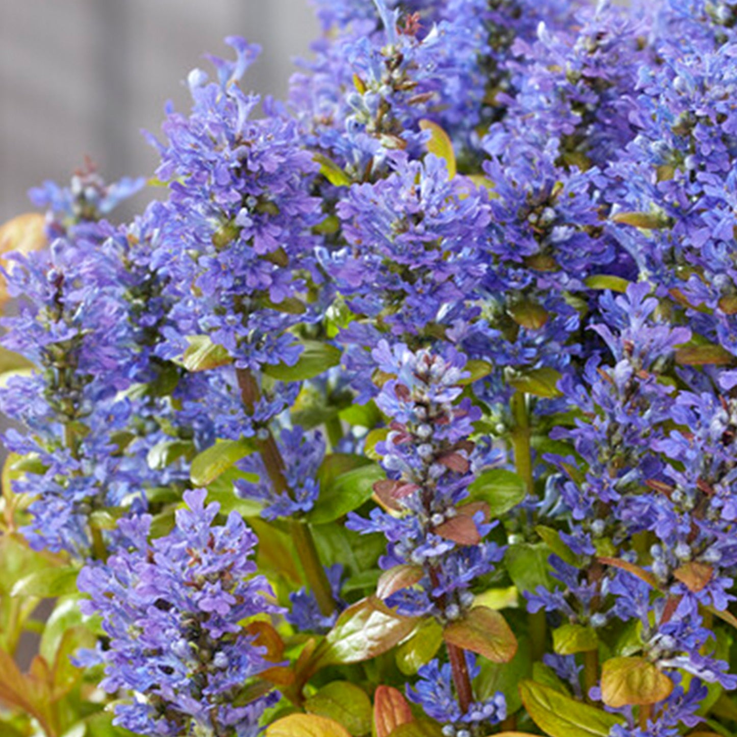 Ajuga Fancy Finch