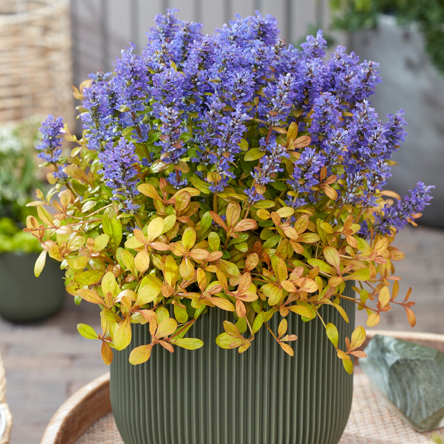 Ajuga Fancy Finch