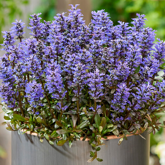 Ajuga Noble Nightingale