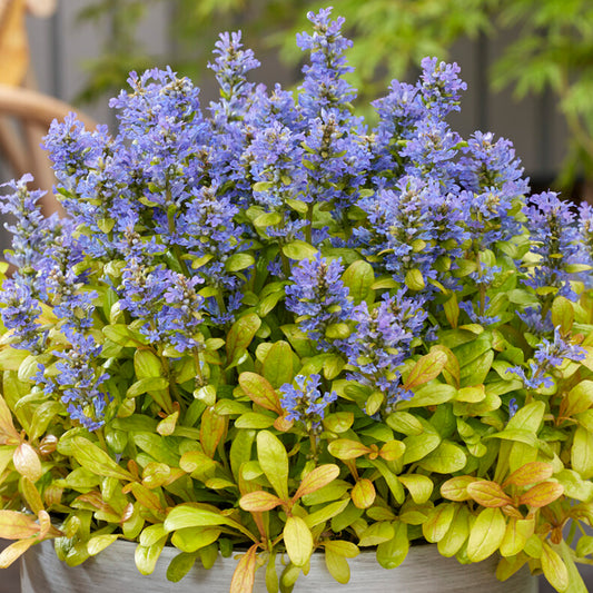 Ajuga Petite Parakeet