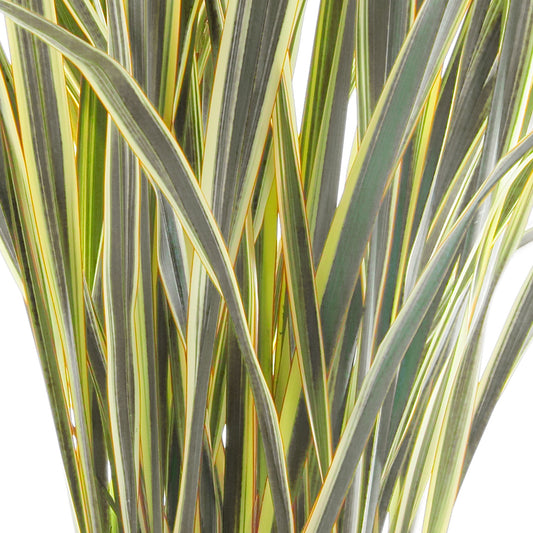 Phormium Alison Blackman