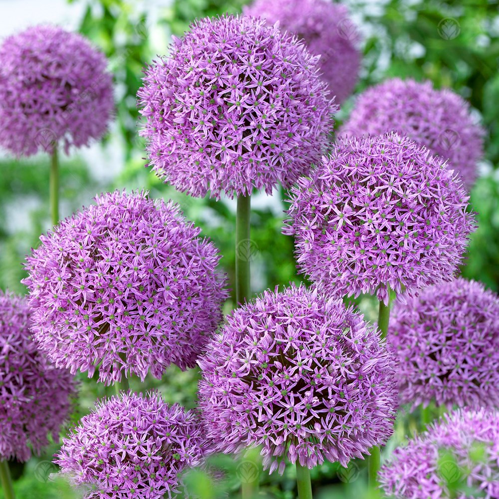 Allium Gladiator -MASTER-